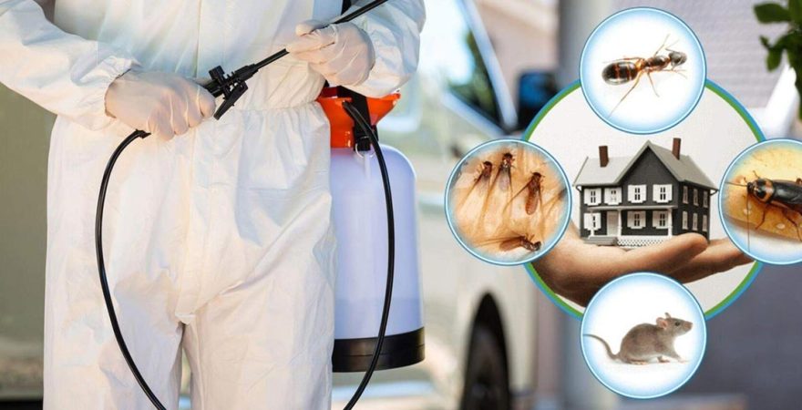 Köyceğiz Böcek İlaçlama